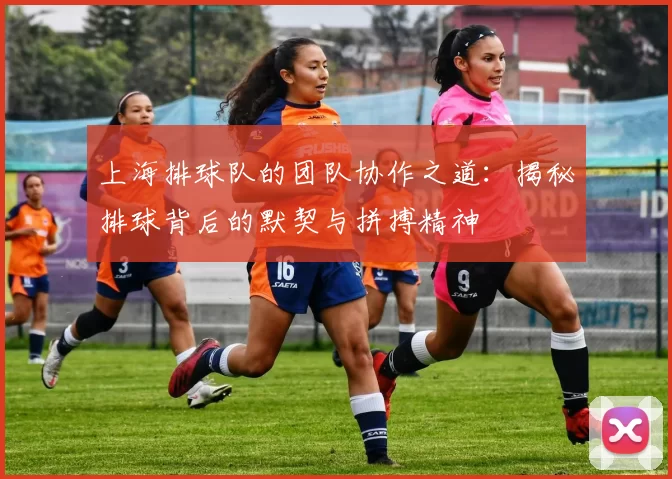 上海排球队的团队协作之道：揭秘排球背后的默契与拼搏精神